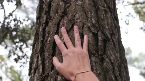 Harmony Tranquility Relaxation. Save the green planet Earth. Stock Footage 221766612