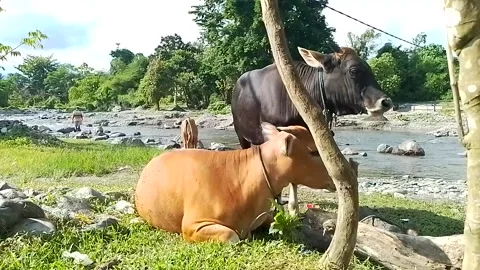 THE HARMONY OF TWO COWS ON RIVER SIDE Stock Footage 222024794