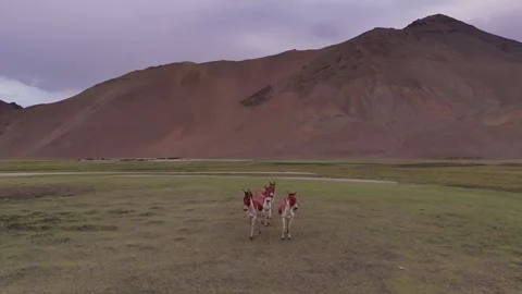 Harmony of the wild—asses wandering freely in the shadow of towering mountains. Stock Footage 310899889