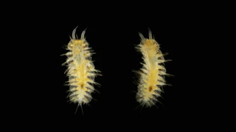 Harmothoe sp. under the microscope, of the Polynoidae family, this genus has Video stock 138685178