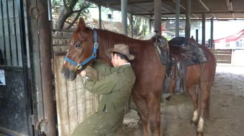 Harness a horse Stock-Footage 20449302