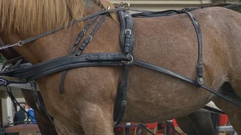 Harness on Horse Stock Footage 69270395