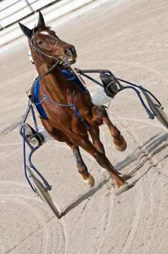 Harness racing Stock Photos