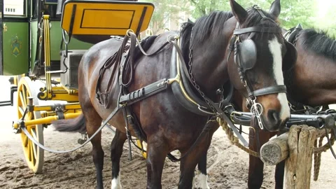 Harnessed and blinkered draft horses tied to a wooden pole Stock-Footage 150475573