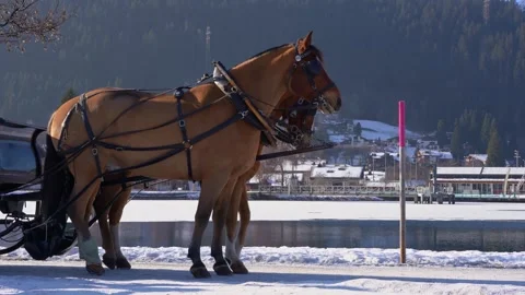 Harnessed draft horses waiting patiently in a winter mountain landscape Stock Footage 325695754