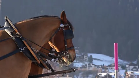 Harnessed horses breathing in cold winter air Stock Footage 325695755