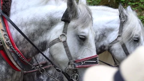 Harnessed horses close up	 Video stock 311927110