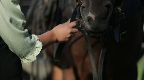 Harnessing a Horse Stock Footage 21783160