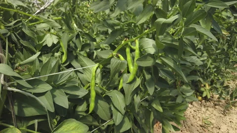 Harnessing Vertical Space with Broad Beans in Greenhouses Stock Footage 271304677