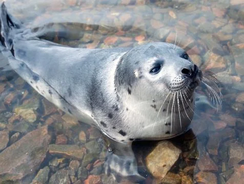 Harp seal  (pagophilus groenlandicus) Stock Photos