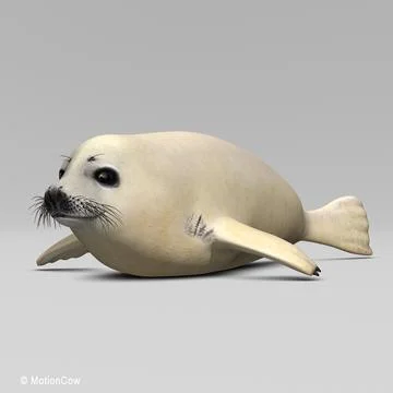 Harp Seal  Pup 3D Model