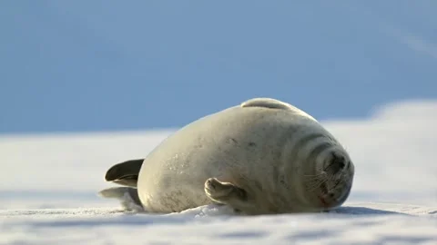 Harp Seal Resting on Arctic Ice 4k Telephoto Lens Wildlife Footage Stock Footage 338260632