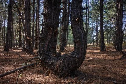 A harp-shaped pine tree grows in the coniferous forest. Foto stock