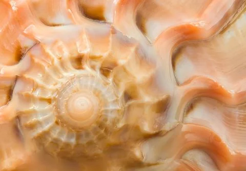 Harp Snail Seashell Stock Photos