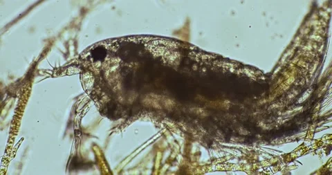 Harpacticoid, benthic marine copepod feeding on sediments Stock Footage 157663965