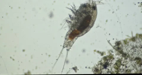 Harpacticoid flips over. A benthic marine copepod feeding on  marine sediments Stock Footage 157660679