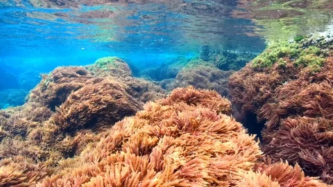 Harpoon weed red algae underwater in Mediterranean Stock Footage 107013907