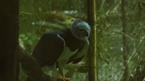 Harpy Eagle at the Belize Zoo, Central America, Slow Motion &amp; Closeup Stock Footage 230769049