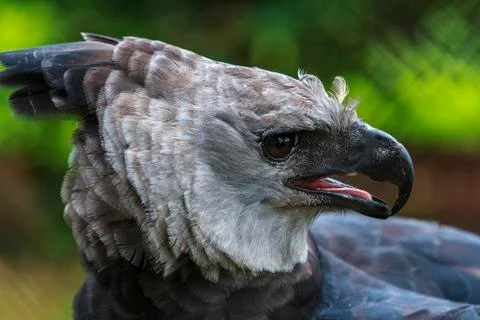 Harpy eagle - endangered species Stock Photos