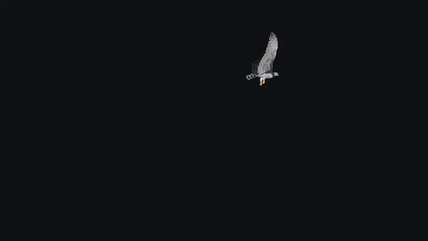https://images.pond5.com/harpy-eagle-flying-around-iii-footage-126256455_iconl.jpeg
