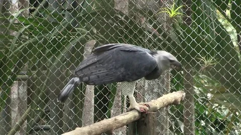 Harpy Eagle - Flying Around - III - Tran, Stock Video