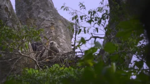 Harpy Eagle Parent bird brings a Kill for its chick to feed and tears Stock Footage 221011492