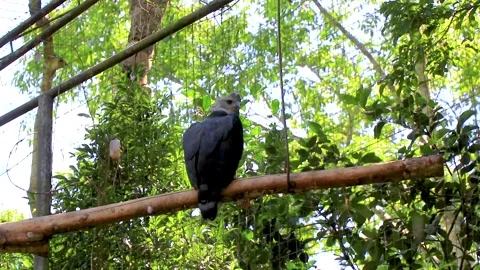 Harpy Eagle Perched on Branch in Tropical Bird Park Brazil. Stock-Footage 342786680