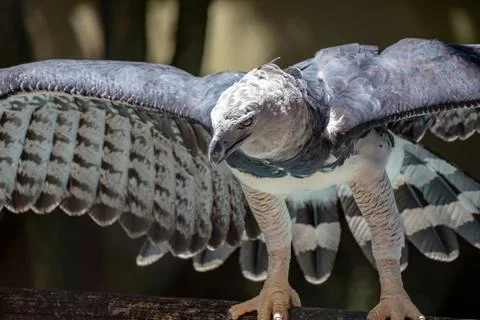 Harpy Eagle Foto stock