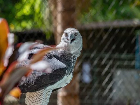 Harpy Eagle Stock Photos