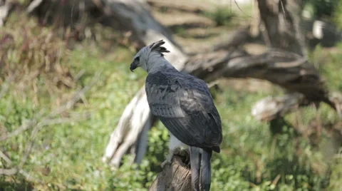 Harpy Eagle takes Flight Stock Footage 47458709