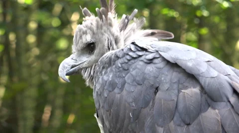 Harpy eagle torso close up sunny day Stock Footage 62804843