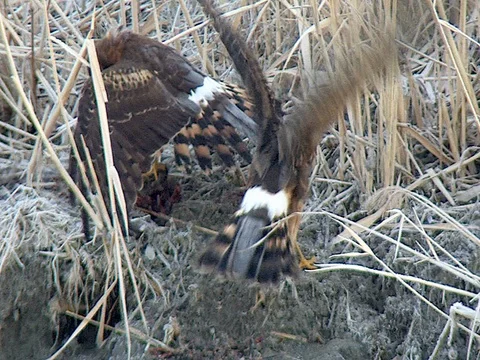 Harrier Behavior - Harrier's Partner Tries to Jump on the one with the food Stock Footage 124088147