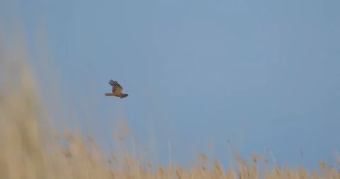  harrier bird  fly Stock Footage 139132283