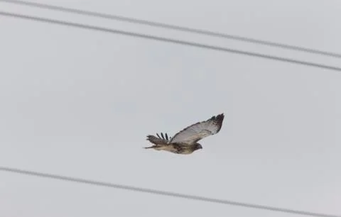 Harrier Hawk in Flight 写真素材