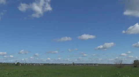 Harrier over the meadow Stock-Footage 50352092