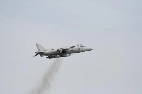 Harrier Stock Photos