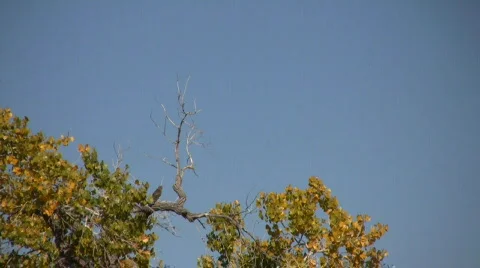 HarrierPerchingFlyingPerching Stock Footage 278327