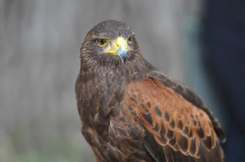 Harris brown hawk Stock Photos