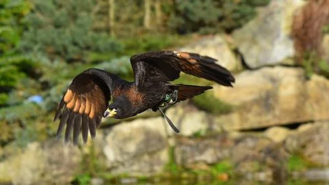 Harris buzzard in flight with open wings Stock Photos