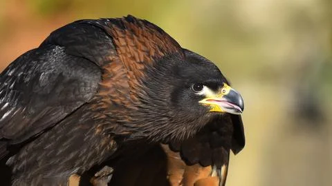 Harris buzzard in foreground watching Stock Photos