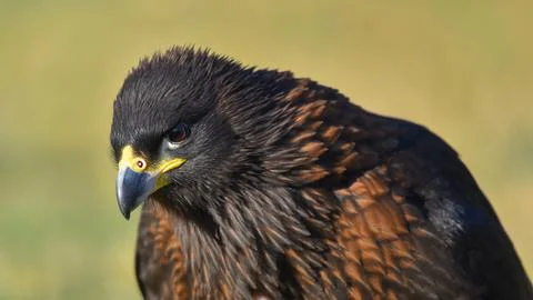 Harris buzzard in foreground watching Stock Photos