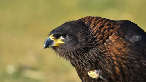 Harris buzzard in foreground watching Stock Photos