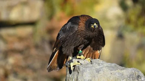 Harris buzzard stops on the stone looking ahead Foto stock