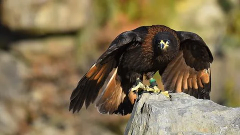 Harris buzzard stops on the stone looking ahead Stock Photos