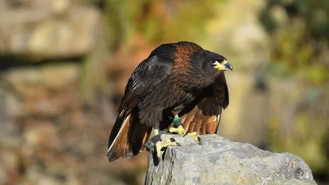 Harris buzzard stops on the stone looking ahead Foto stock