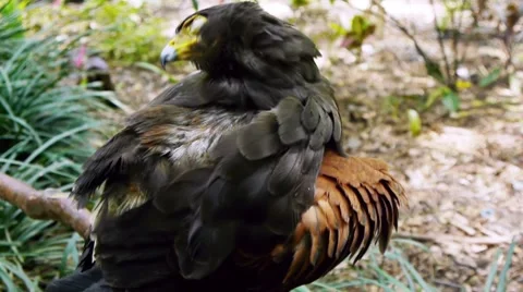 Harris Falcon Grooming Stock Footage 8600041