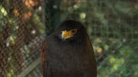 Harris Falcon Posing  Stock Footage 934673
