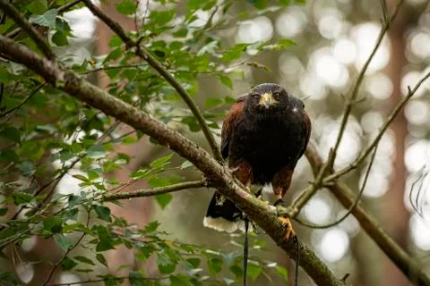 Harris Hawk (Anabelle &amp; Crtie) Stock Photos