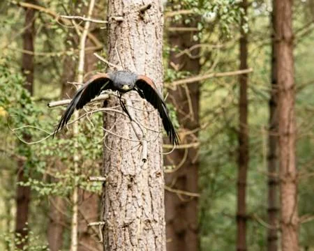 Harris Hawk (Anabelle &amp; Crtie) Stock Photos