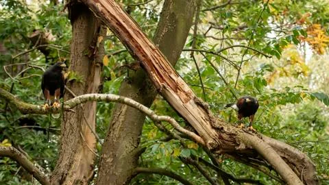 Harris Hawk (Anabelle &amp; Crtie) Stock Photos